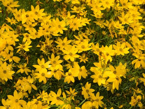 Flowering Coreopsis verticillata (thread-leaf coreopsis). Background.