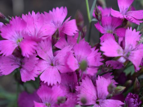 Dianthus gratianopolitanus or cheddar pink many pink (lilac) flowers